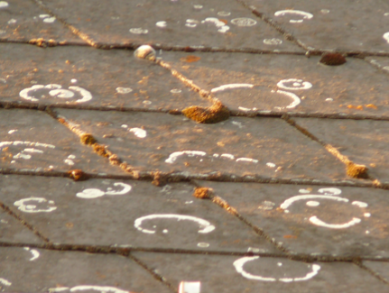 Austrian Roof Lichen - Linz